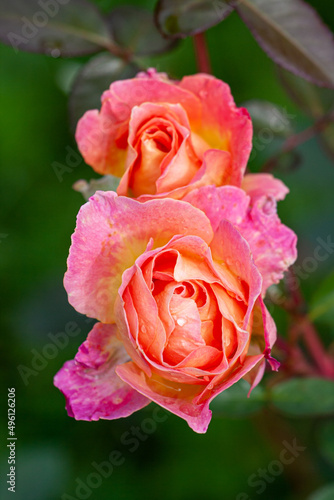 Two Buds of pink rose after rain  in the garden with drops of water