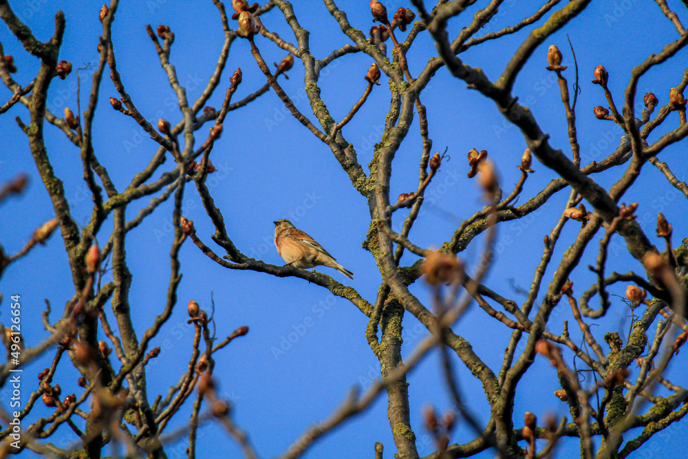 Portrait eines Bluthänfling, eines Hänflings auf einem Baum. Portrait eines Bluthänfling, eines Hänflings auf einem Baum.