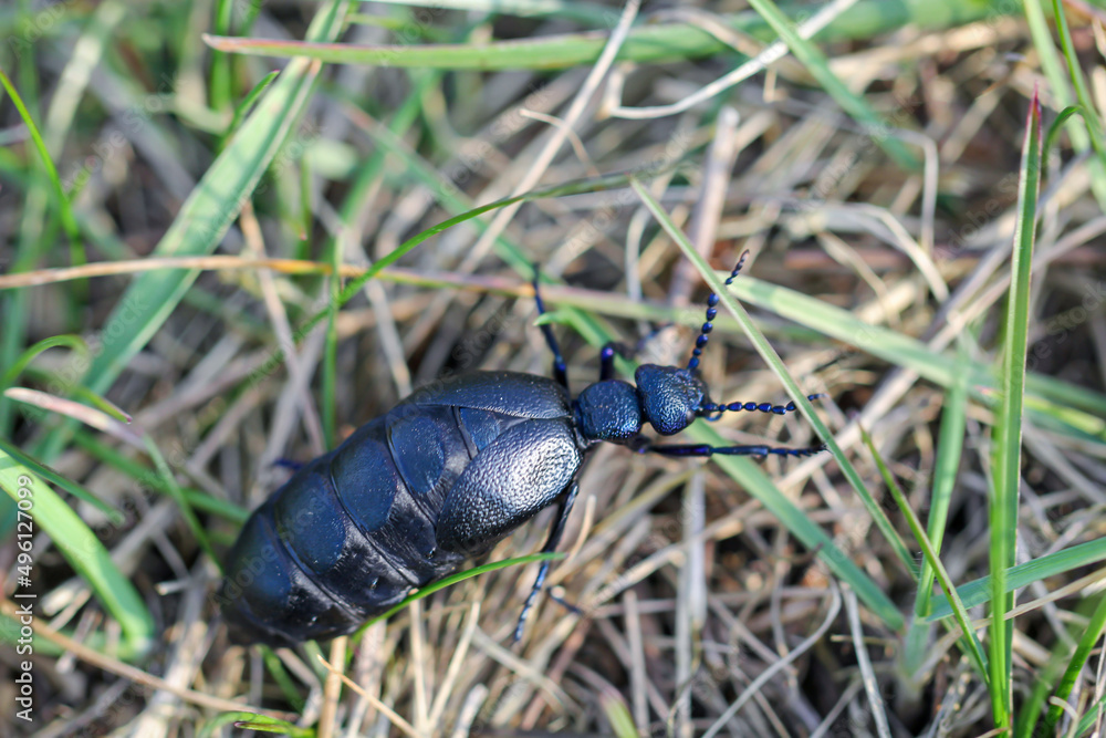 Portrait eines Schwarz Blauen Ölkäfer. Diese Käfer sind giftig und sondern eine giftige gelbe Substanz ab.