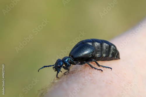 Portrait eines Schwarz Blauen Ölkäfer. Diese Käfer sind giftig und sondern eine giftige gelbe Substanz ab. © boedefeld1969