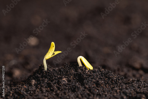 Close-up of young sprout on soil background, macro photography