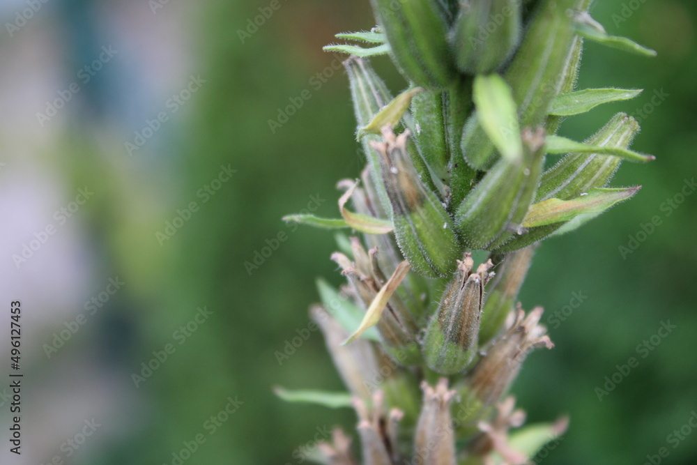 flower blossom nature park leaves macro flower blossom nature park leaves macro