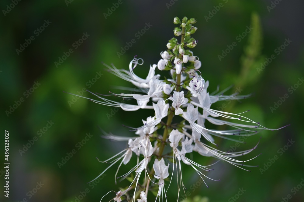 Medical Herb plant, Orthosiphon Aristas it is known as Java Tea or Cats whiskers. Medical Herb plant, Orthosiphon Aristas it is known as Java Tea or Cats whiskers.