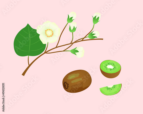 키위 열매 꽃 벡터 일러스트