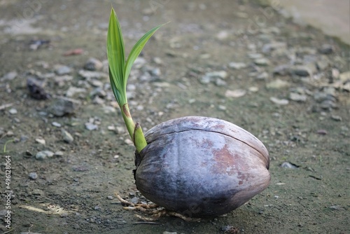 Photo off a germinating coconut