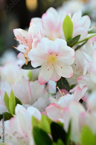 Fototapeta Naklejka Na Ścianę i Meble -  久留米躑躅　学名：Rhododendron obtusum var. sakamotoi