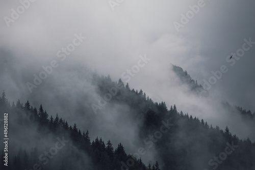 forest of pines in the fog