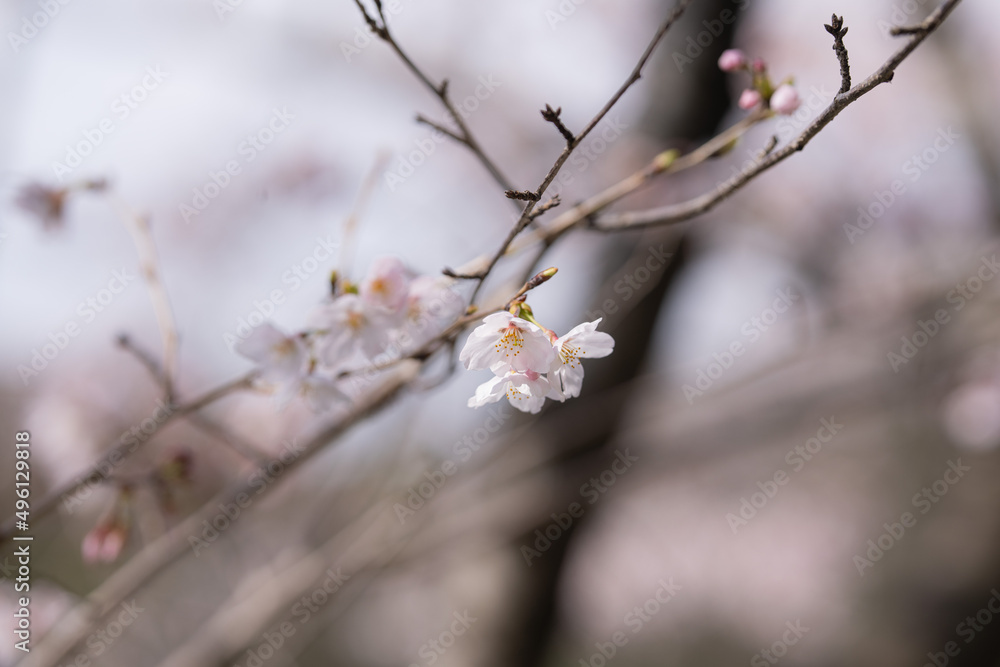 咲き始めの桜 咲き始めの桜
