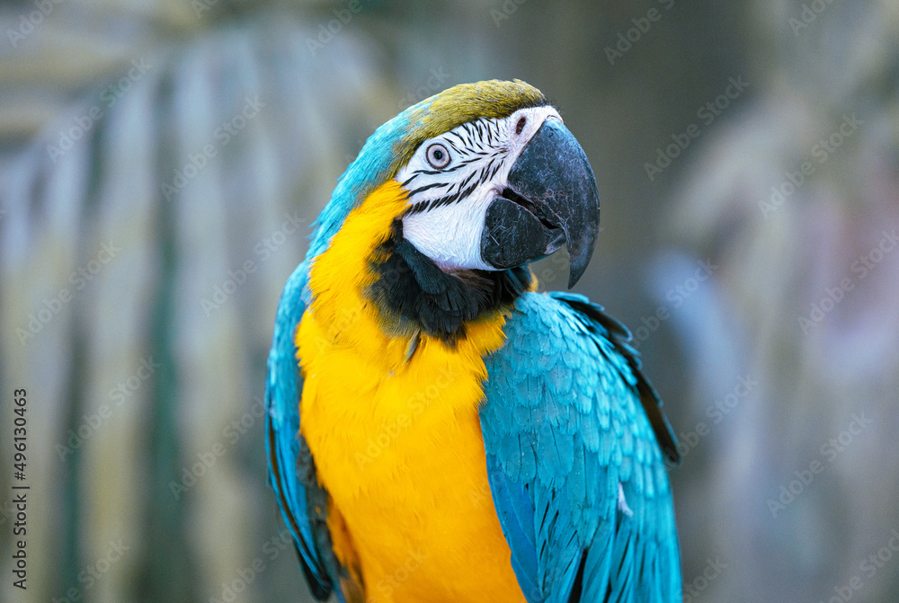 Ara parrot in wild forest