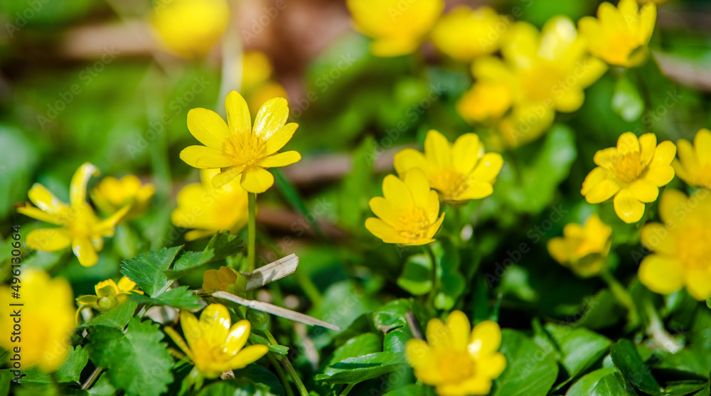 Yellow Lesser celandine flowers in spring on a green natural background
Yellow Lesser celandine flowers in spring on a green natural background