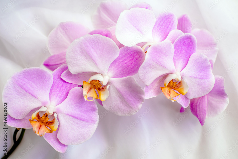 The branch of purple orchids on white fabric background
The branch of purple orchids on white fabric background