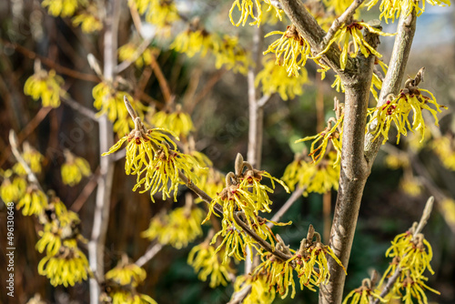 Spring flowering Witch-hazels bushes (Hamamelis, Winterbloom) with yellow flowers without leaves, close-up. Ornamental shrub in the spring garden on a sunny day. Plants for winter garden design.