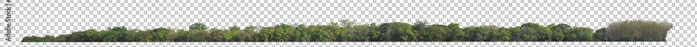 Green Trees isolated on white background.are Forest and foliage in summer for both printing and web pages with cut path and alpha channel Green Trees isolated on white background.are Forest and foliage in summer for both printing and web pages with cut path and alpha channel
