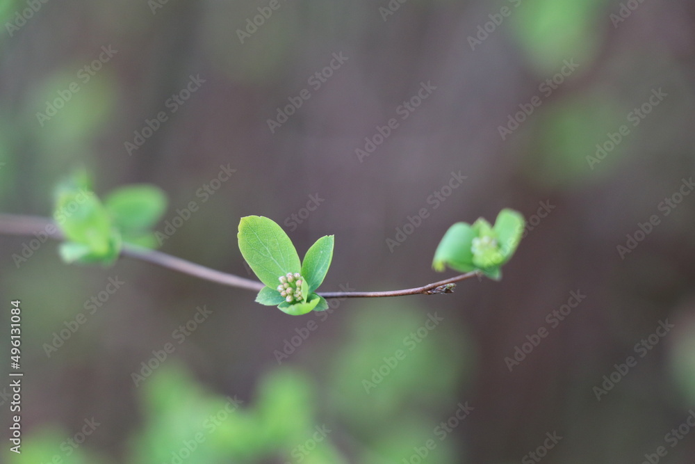 small twig with fresh gleen leafs and tiny flowers budding in the middle small twig with fresh gleen leafs and tiny flowers budding in the middle