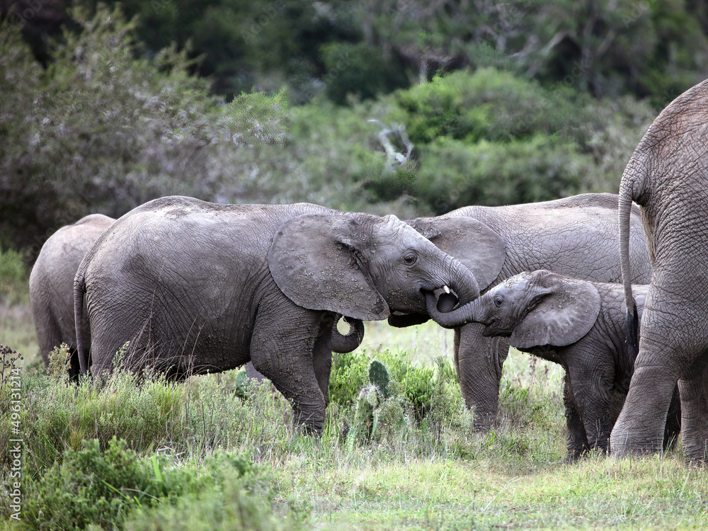Fototapeta premium Baby elephant interacting with another young elephant, Eastern Cape, South Africa 