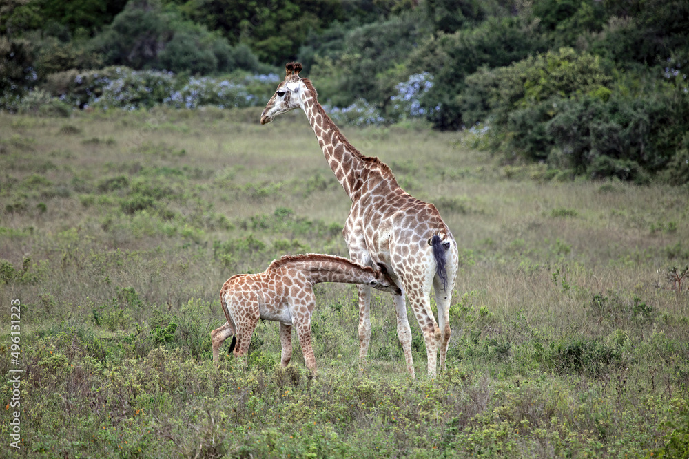 Baby giraffe suckling, Eastern Cape, South Africa
Baby giraffe suckling, Eastern Cape, South Africa