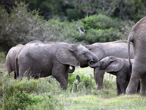 Baby elephant interacting with another young elephant  Eastern Cape  South Africa 