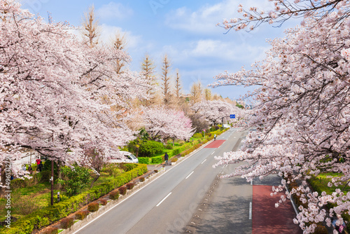 国立市 桜満開の大学通り