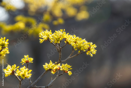 春爛漫 黄色い花を枝いっぱいにつけたサンシュユの美しい風景