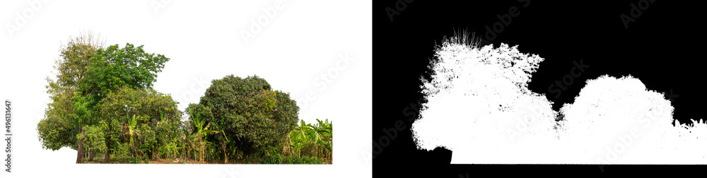 Green Trees isolated on white background.are Forest and foliage in summer for both printing and web pageswith cut path and alpha channel.