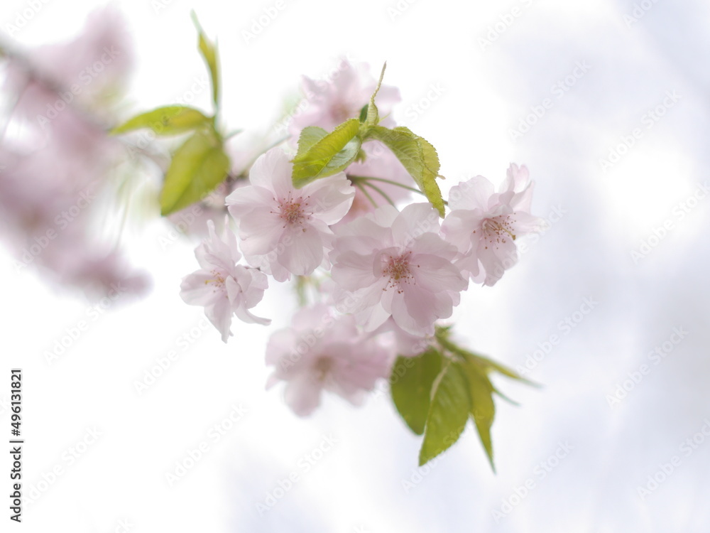 桜2022