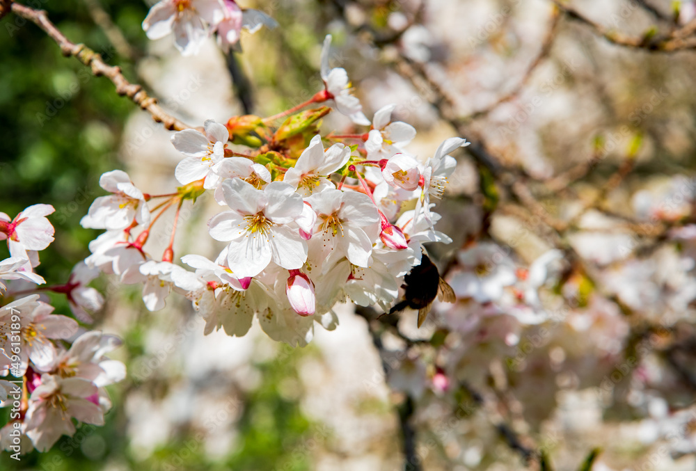 Obraz premium White blossom cherry tree