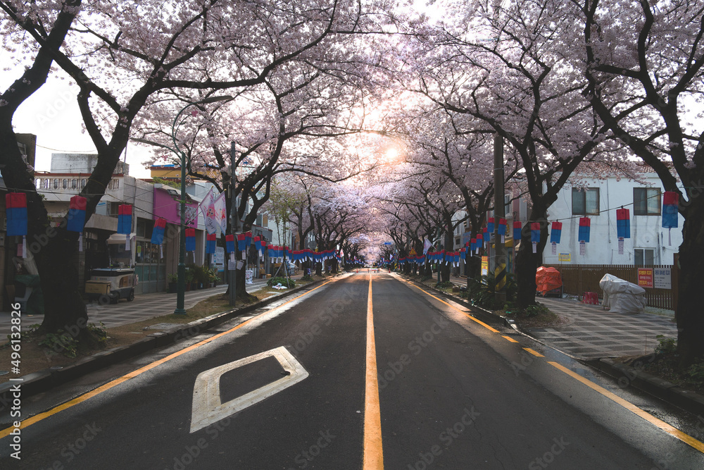 벚꽃 벚꽃