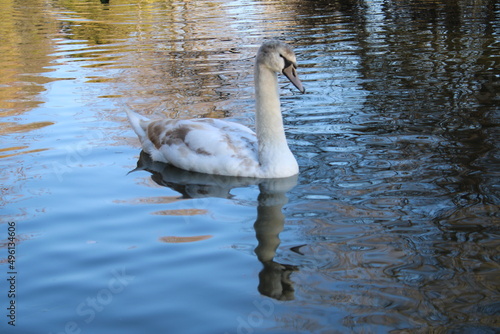 swan lake animal swans macro