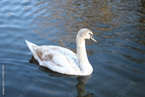 swan lake animal swans macro