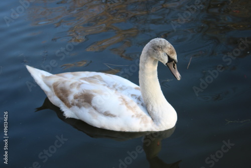 swan lake animal swans macro
