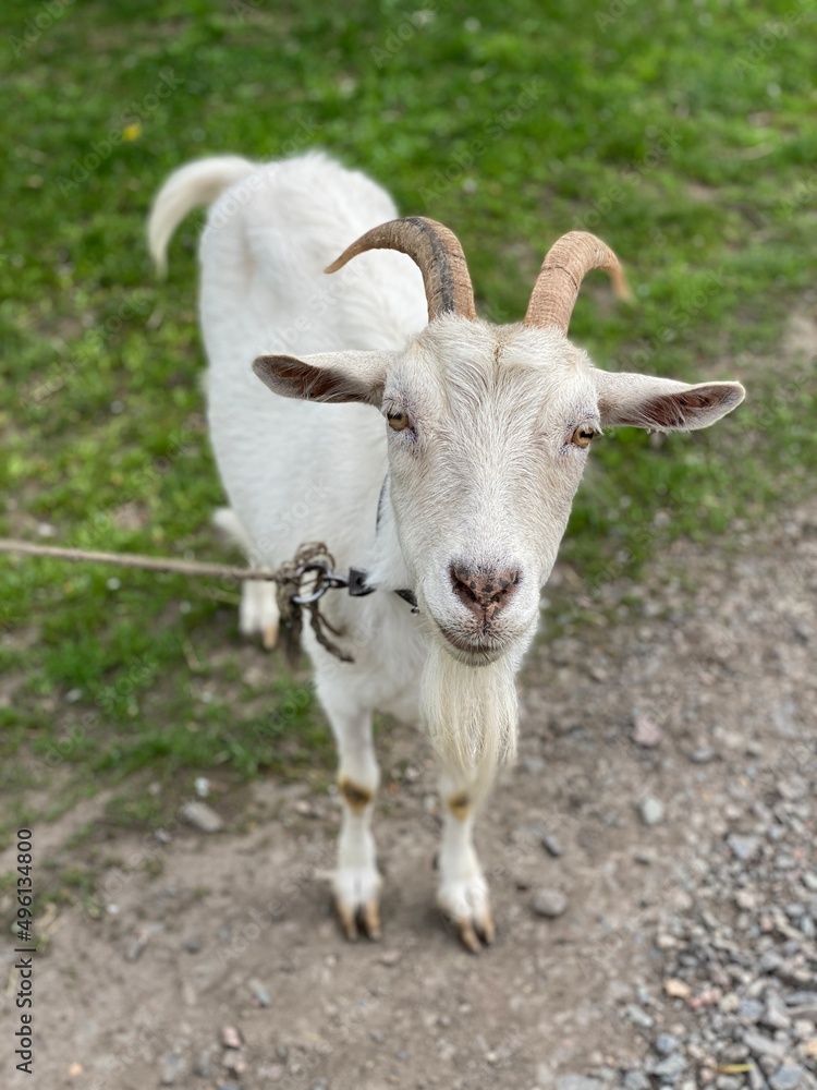 goat on the farm