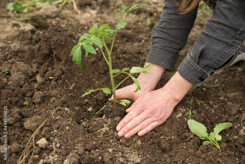 Image of male hands transplanting young plant
