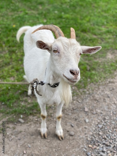 goat on the meadow