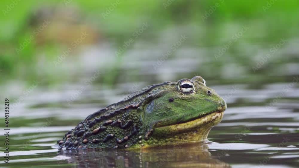 Huge African Bullfrog On Shallow Water Surface Of A Pond. Close Up Huge African Bullfrog On Shallow Water Surface Of A Pond. Close Up
