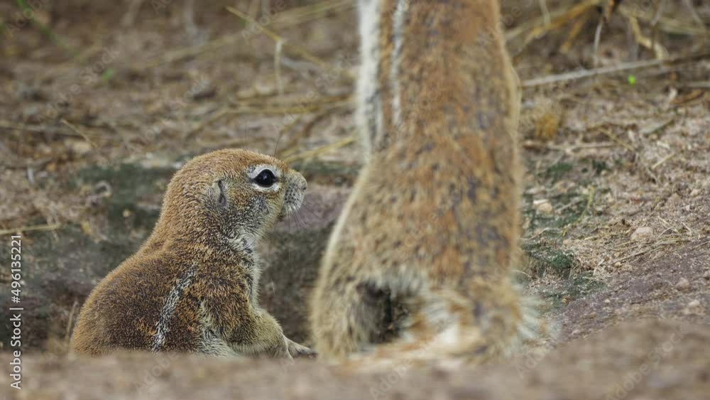 Attentive African Ground Squirrels On Their Habitats At Central Kalahari Game Reserve In Botswana. Selective Focus Shot Attentive African Ground Squirrels On Their Habitats At Central Kalahari Game Reserve In Botswana. Selective Focus Shot