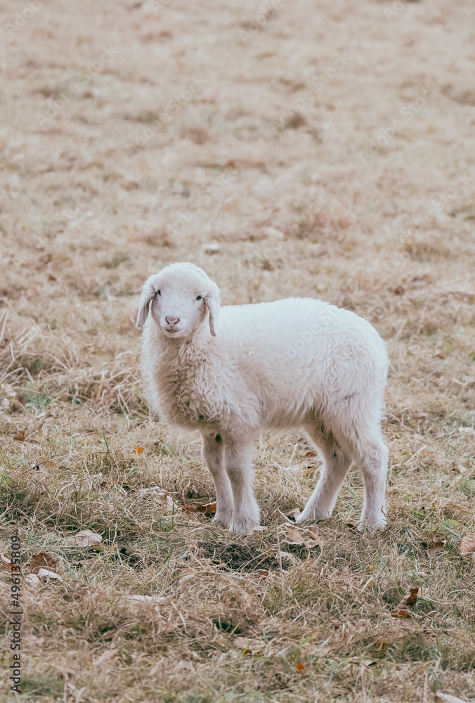rams in the pasture rams in the pasture