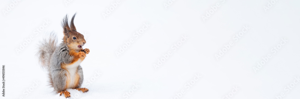 Red squirrel sitting on a tree branch in winter forest and nibbling seeds on snow covered trees background.. Red squirrel sitting on a tree branch in winter forest and nibbling seeds on snow covered trees background..