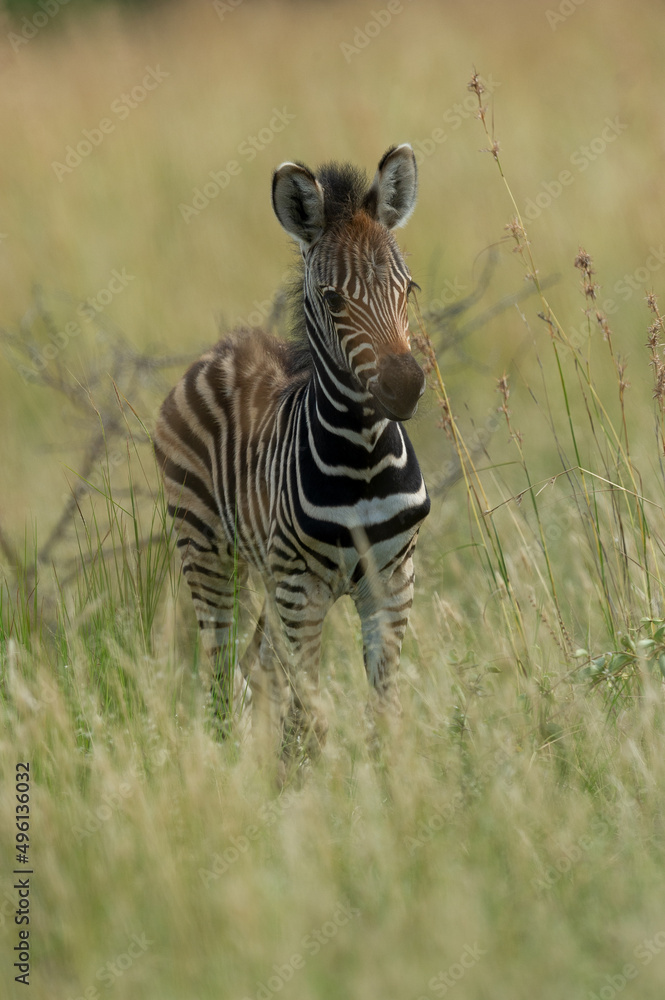 Fototapeta premium Plains Zebra (Equus quagga) Pilanesberg Nature Reserve, South Africa