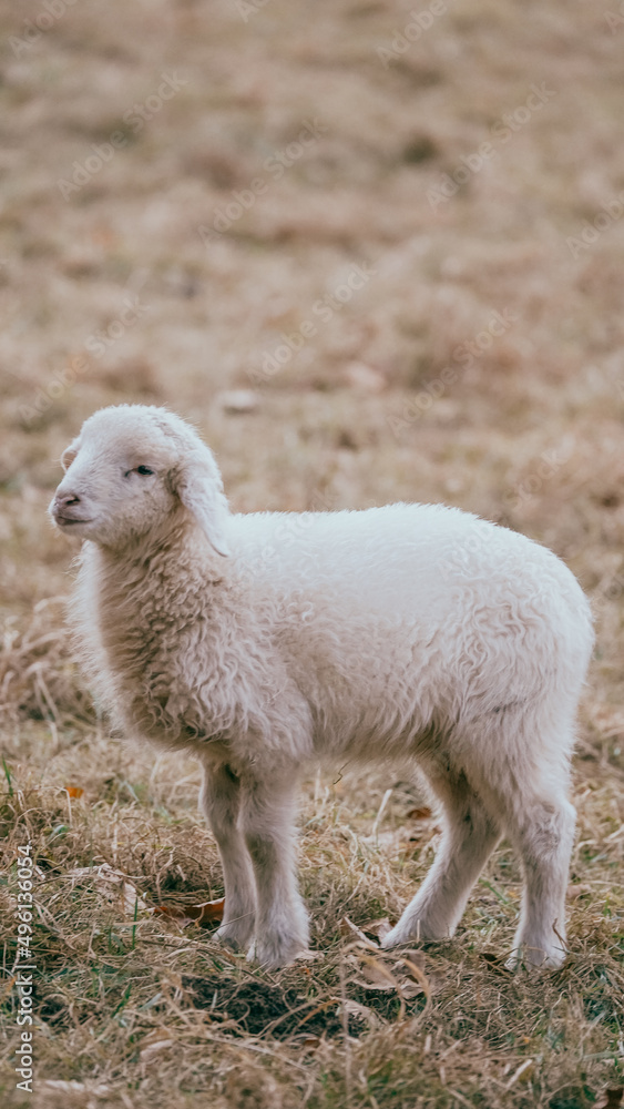 Fototapeta premium rams in the pasture