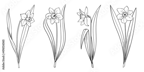 Blooming daffodils set isolated on white. Narcissus flower plant with stem and leaves, hand drawn outline sketch. Vector decorative element for floral design, botanical illustration, coloring book.