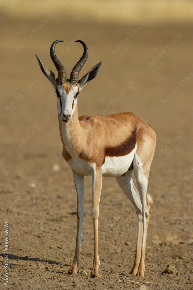 Springbok ( Antidorcas marsupialis) Kgalagadi Transfrontier Park, South Africa Springbok ( Antidorcas marsupialis) Kgalagadi Transfrontier Park, South Africa