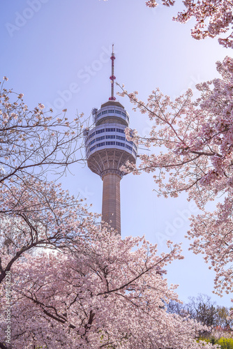 beautiful view of cherry blossoms and tower of E-World 83 in Daegu, South Korea