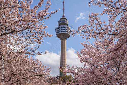 beautiful view of cherry blossoms and tower of E-World 83 in Daegu, South Korea