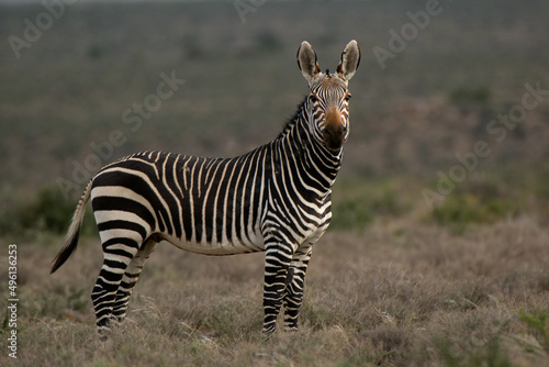  Cape mountain zebra