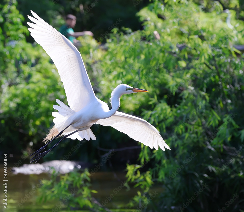 Great White Heron Egret Bird Florida Flying or Sitting in or over water. Great White Heron Egret Bird Florida Flying or Sitting in or over water.