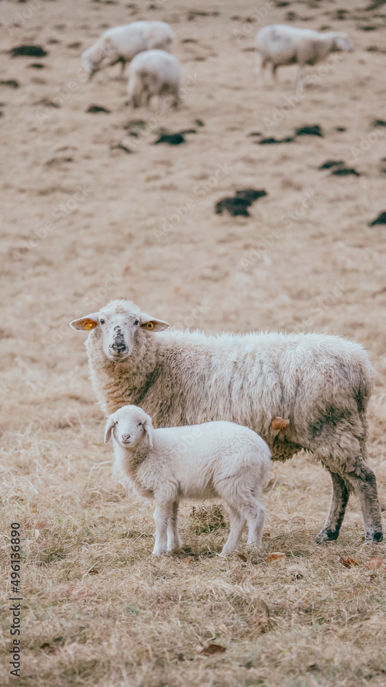 Fototapeta premium rams in the pasture