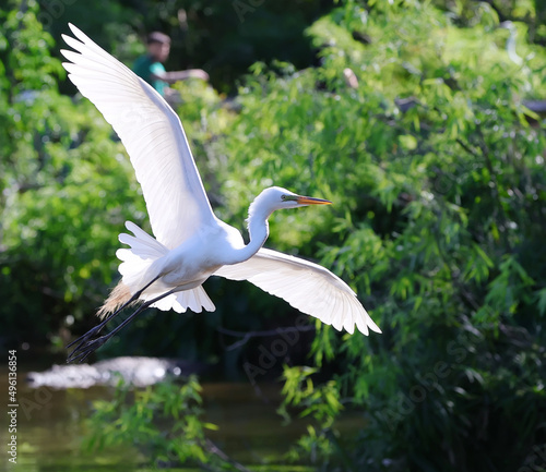 Great White Heron Egret Bird Florida Flying or Sitting in or over water.