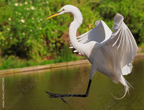 Great White Heron Egret Bird Florida Flying or Sitting in or over water.