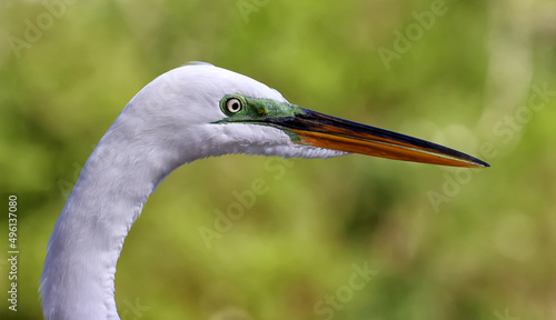 Great White Heron Egret Bird Florida Flying or Sitting in or over water.