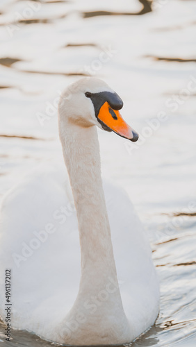 Close-up portrait of the swan